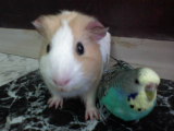 mimi a pipka